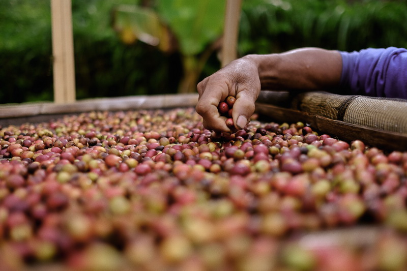 will_westjava_coffeefarm-12_resize will_westjava_coffeefarm-12_resize