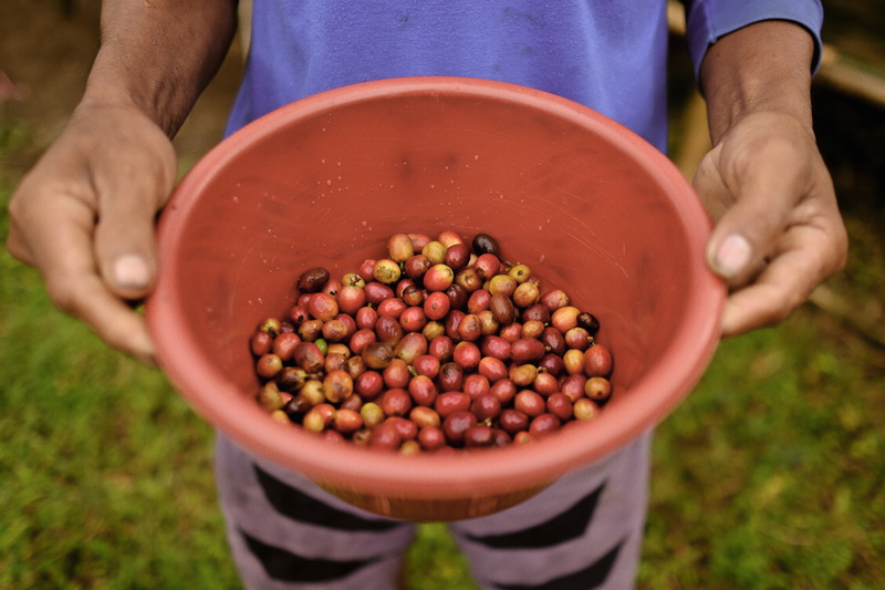 will_westjava_coffeefarm-13_resize will_westjava_coffeefarm-13_resize