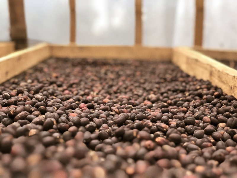 will_westjava_coffeefarm-16_resize will_westjava_coffeefarm-16_resize