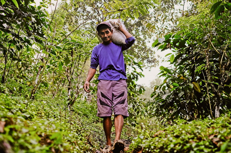 will_westjava_coffeefarm-19_resize will_westjava_coffeefarm-19_resize
