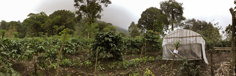 will_westjava_coffeefarm-5_resize will_westjava_coffeefarm-5_resize
