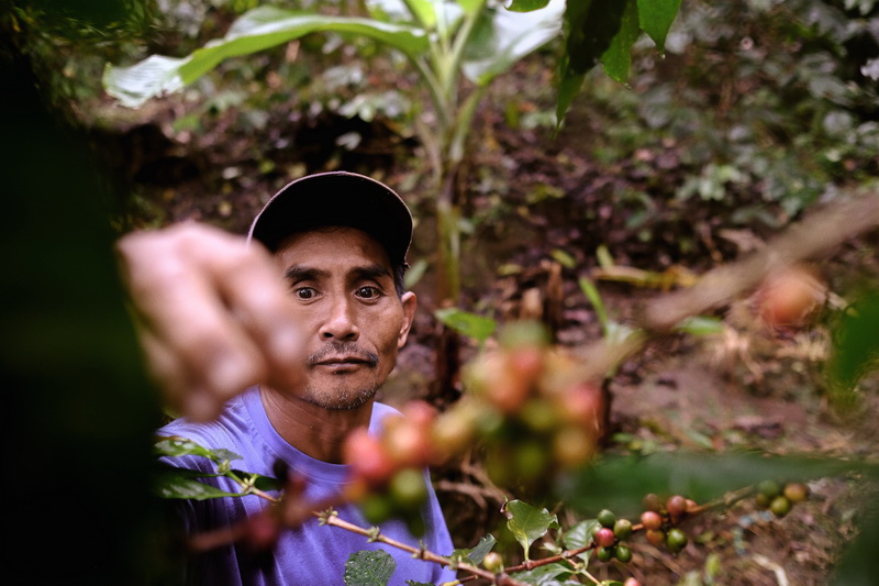 will_westjava_coffeefarm-7_resize will_westjava_coffeefarm-7_resize