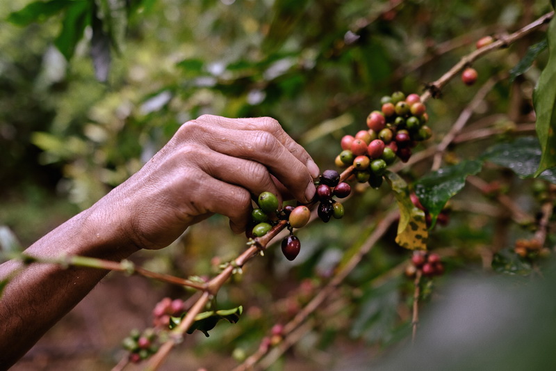 will_westjava_coffeefarm-8_resize will_westjava_coffeefarm-8_resize