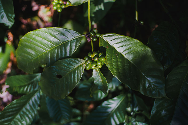 kopi-gula-bali-008